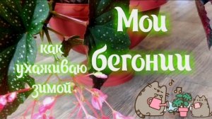 Бегонии зимой. Кустовая и листовая / Begonia