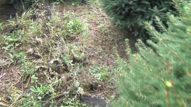 11763 Ель стриженая срезанная 2.25 - 2.50 м смотреть онлайн