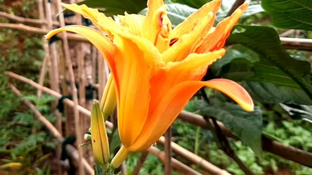 Day lily One flower only blooms for one day, withers the next day. смотреть онлайн