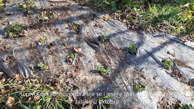 Šta sijemo ili sadimo u bašti u novembru смотреть онлайн