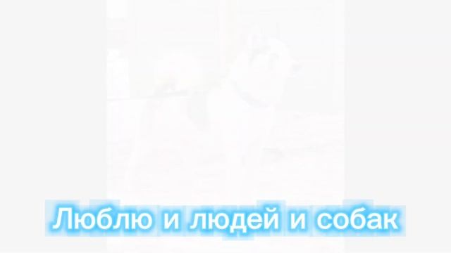 Хаски Бражник смотреть онлайн