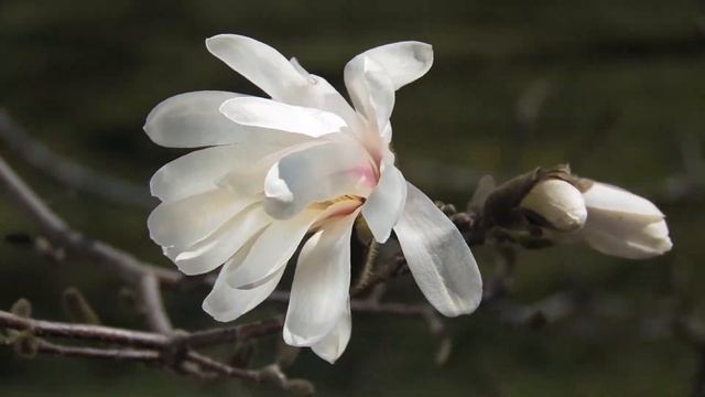 Video Plant Profile with Jon Peter — Magnolia смотреть онлайн