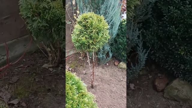 Подмосковные вечера и пальмы🌴🤤 смотреть онлайн