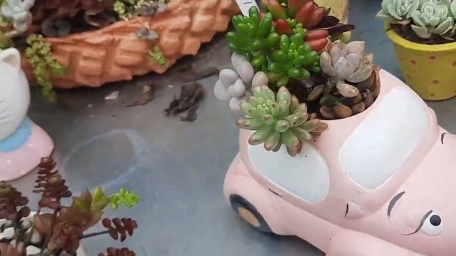 TOUR NO JARDIM DE SUCULENTAS DA AMIGA MARINA смотреть онлайн