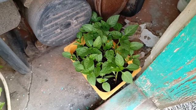 🌱Аминосил🌱для рассады🌱проверяю работает? или нет? #витаминыдлярастений #аминосил #аминосилдляовощей