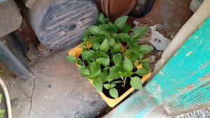 🌱Аминосил🌱для рассады🌱проверяю работает? или нет? #витаминыдлярастений #аминосил #аминосилдляовощей