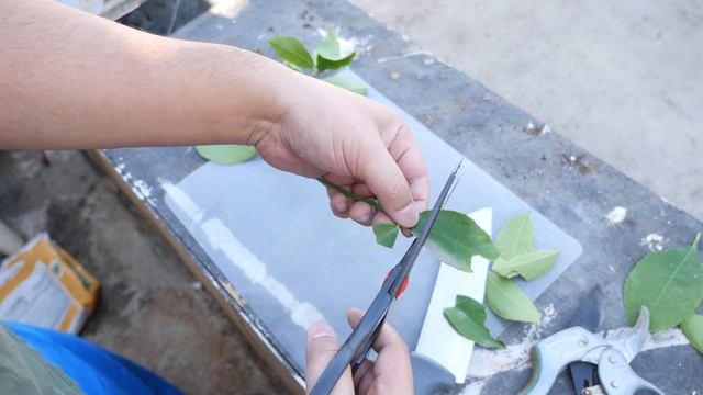 Lemon Tree: How to take Cuttings to Copy and Clone a Lemon Tree [Sporktime in the Garden] смотреть онлайн