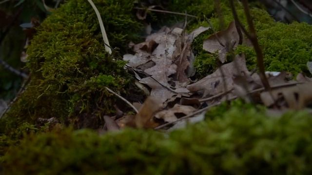 Bonobo : Don't Wait (unofficial Video) смотреть онлайн