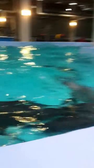 Океанариум на о.Русском, который еще не открыт )) смотреть онлайн