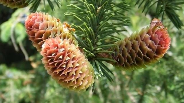 Picea sitchensis смотреть онлайн
