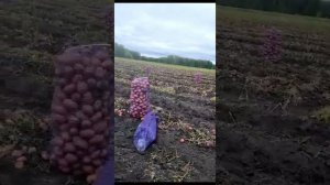 Картофель новый урожай сорт лабелла Омская область сегодня подписываемся #shorts #takibet #картофел