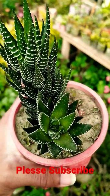 End tak dektahey🥰.#shorts Hawortia Presented by Cactus Garden. смотреть онлайн