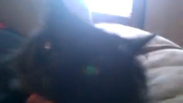 MJ got a hold of mommy's phone...Mary & Tom cat смотреть онлайн