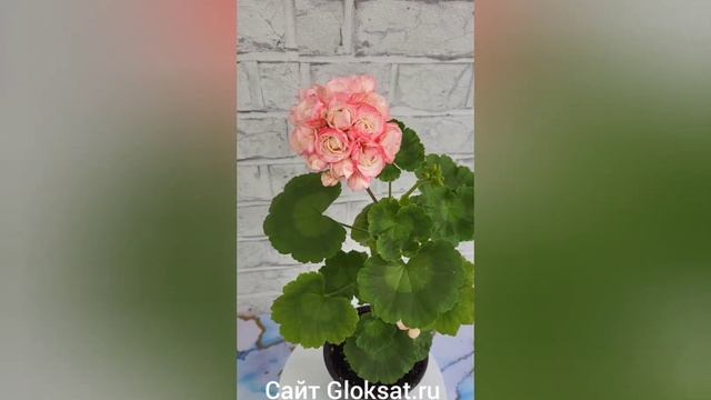 Пеларгония Fischers Appleblossom #пеларгонии смотреть онлайн