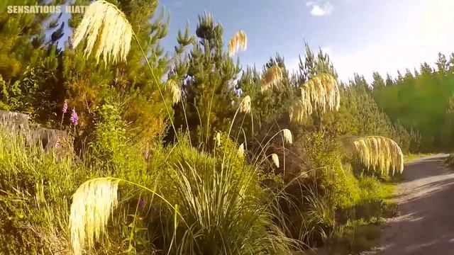 New Zealand's Redwood Trees смотреть онлайн