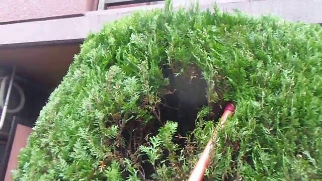 paper wasps v01 смотреть онлайн