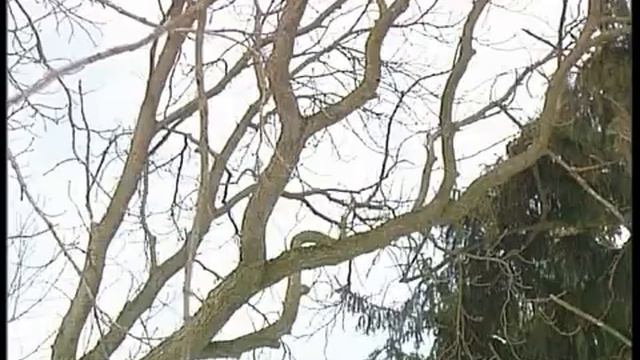 300 ЛІТНІЙ КАШТАН смотреть онлайн