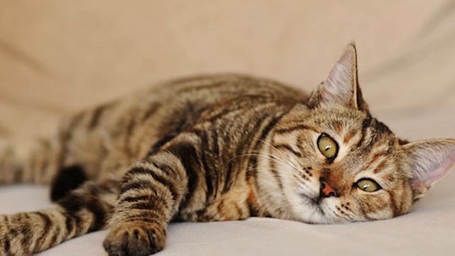 What Is Pyometra in Cats?/ sign and treatment /Dr.Hira Saeed смотреть онлайн