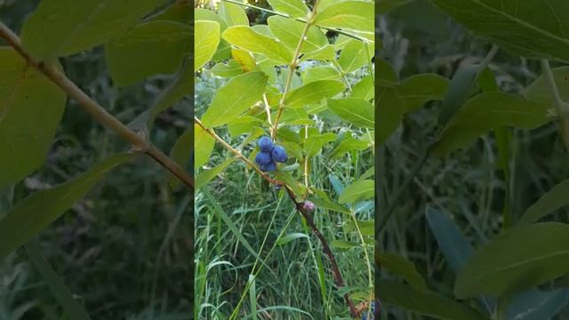 Honingbes'Strawberry Sensation'