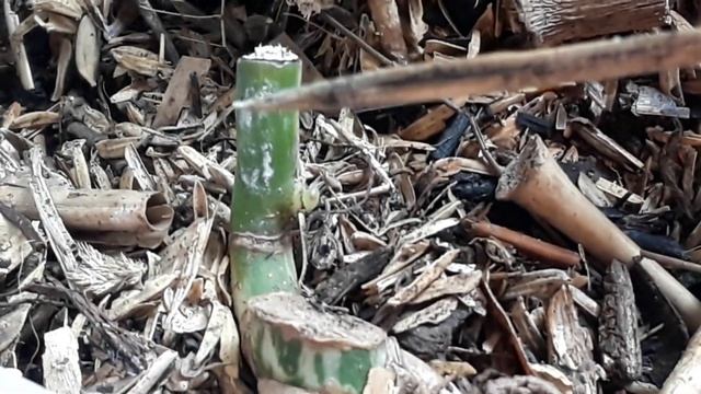 CARA MONSTERA VARIEGATA CEPAT BERTUNAS смотреть онлайн