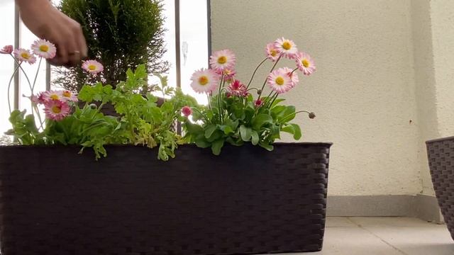 Мотивація для висадки квітів / квіти в кашпо на балконі / маргаритки #мотивація #Маргаритки #кашпо смотреть онлайн