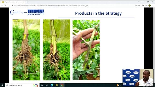 CCJ's Phytophthora Strategy смотреть онлайн