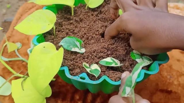 Plants makes greenary .Propagation of money plants Neon pothos and Enjoy pothos смотреть онлайн