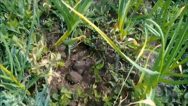 Чеснок 02. 06. 2020. ломаем стрелку смотреть онлайн