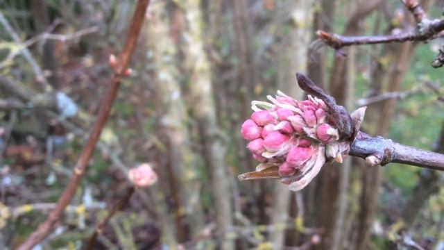 Le Viburnum bodnantense Dawn ou Viorne d'hiver 'Dawn' Quand le froid déclenche la floraison смотреть онлайн