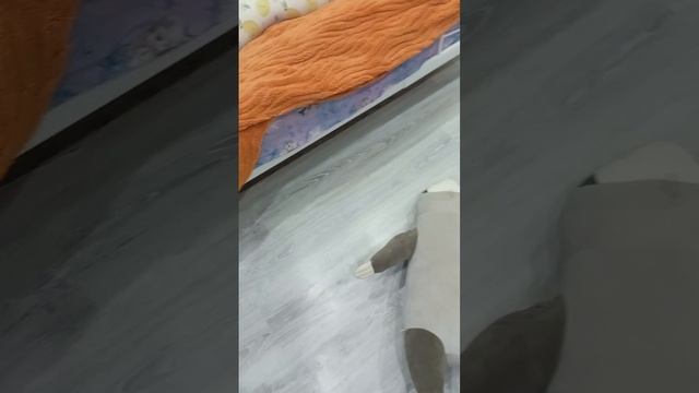 Топ видео Бедный питомец смотреть онлайн