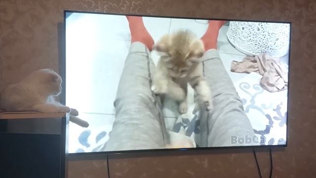 Амурчик смотрит BobCat TB😻👍 смотреть онлайн