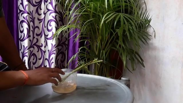 How to grow oleander(kaner)plant from cutting in summer with updates | Oleander plant cutting video смотреть онлайн