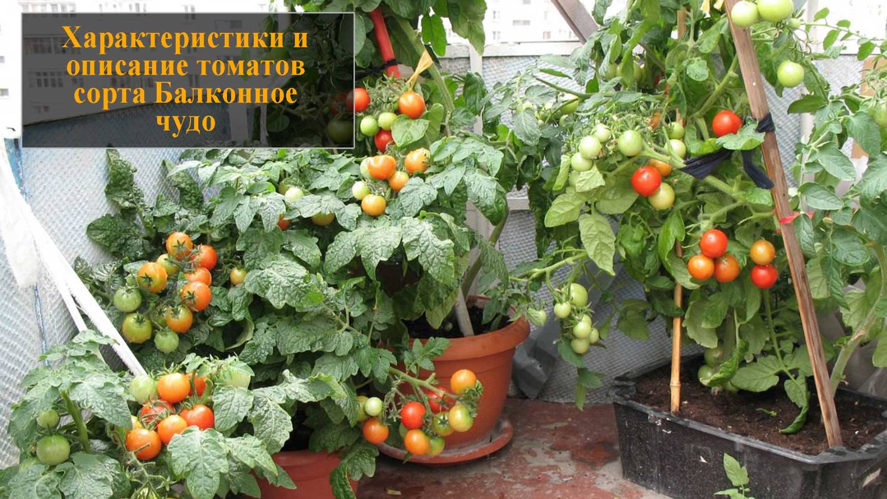 Характеристики и описание томатов сорта Балконное чудо смотреть онлайн