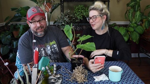 Extremely rare plants unboxed, Philodendron style! #SpaghettiGate смотреть онлайн