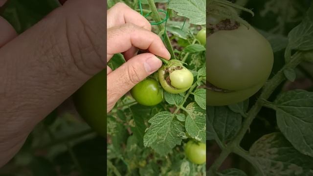 La Caracha o negrita en el Tomate (Prodiplosis longifila) #tomate #caracha #agronomia смотреть онлайн
