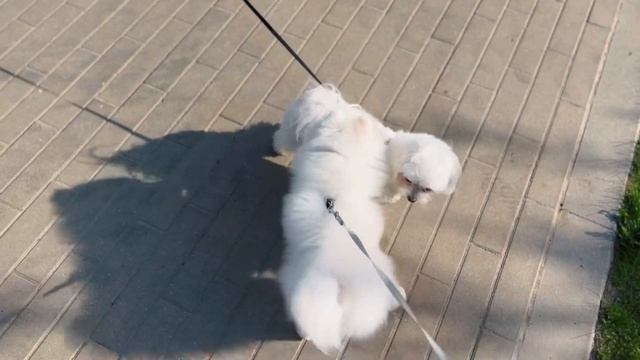 ОДИН ДЕНЬ С ПОМЕРАНСКИМ ШПИЦЕМ/белый шпиц #шпиц смотреть онлайн