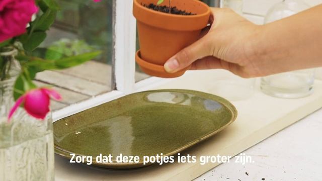 Tomaten zaaien, kweken en oogsten | DIY video | Pokon: Groen doet je goed! смотреть онлайн