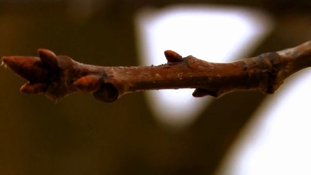 Zimowe rozpoznawanie drzew 1 - Wypad w teren смотреть онлайн