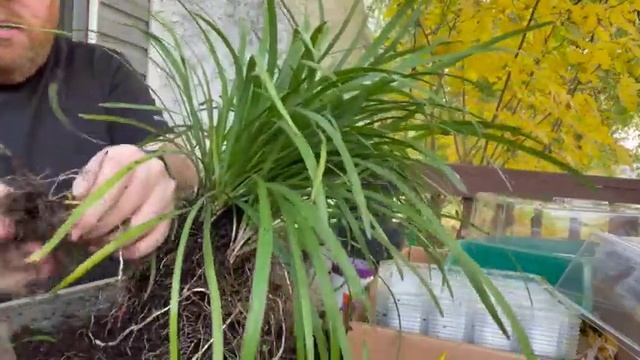 How to propagate Liriope Lilly Turf Grass by Division: BackyardNursery.org смотреть онлайн