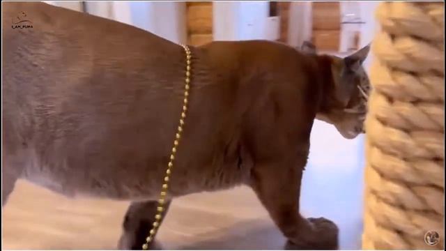 Russian with Puma Messi. We Listen Together! Messi's the best helper in the world! Помогать/to help смотреть онлайн