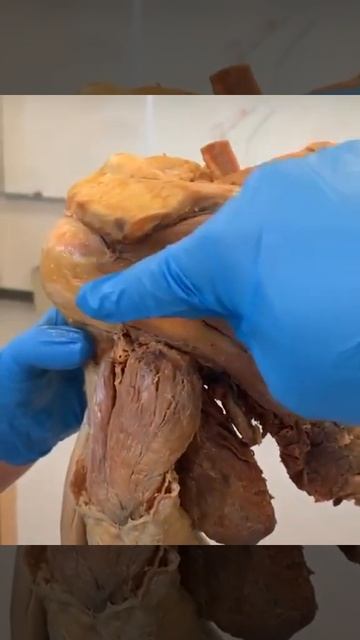 ROTATOR CUFF ANATOMY video from instagram Bradley Blair Osteopathy смотреть онлайн