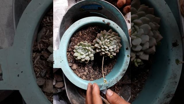 Transplantes de echeveria prolifica смотреть онлайн
