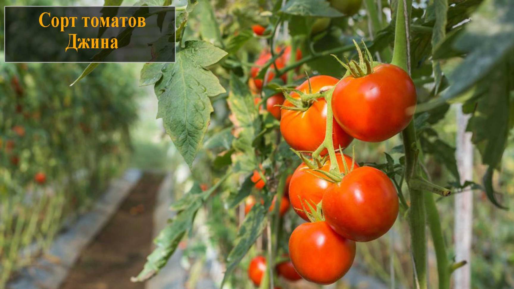 Томат сорта Джина смотреть онлайн
