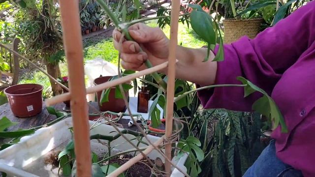 INACREDITÁVEL veja como essa PLANTA CRESCEU! смотреть онлайн