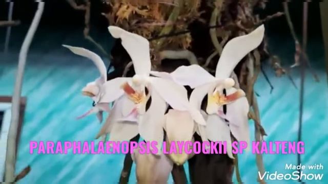 #paraphalaenopsis #laycockii ANGGREK EKOR TIKUS LAYCOCKII SP KALTENG #orchid смотреть онлайн