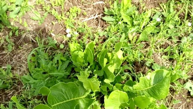 Садовое рая