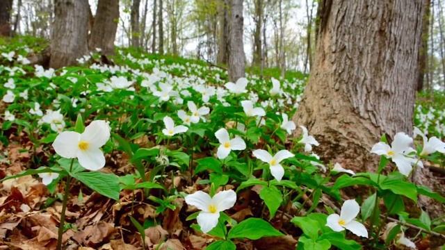 Trillium forest смотреть онлайн