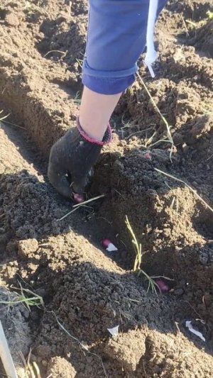 Как я сажу озимый лук. Супер способ без заморочек!
