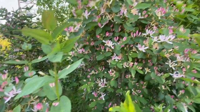 Ароматная красавица - жимолость татарская смотреть онлайн