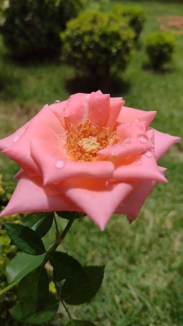 Rosa salmão #rosas #roses #shorts #gardenroses смотреть онлайн